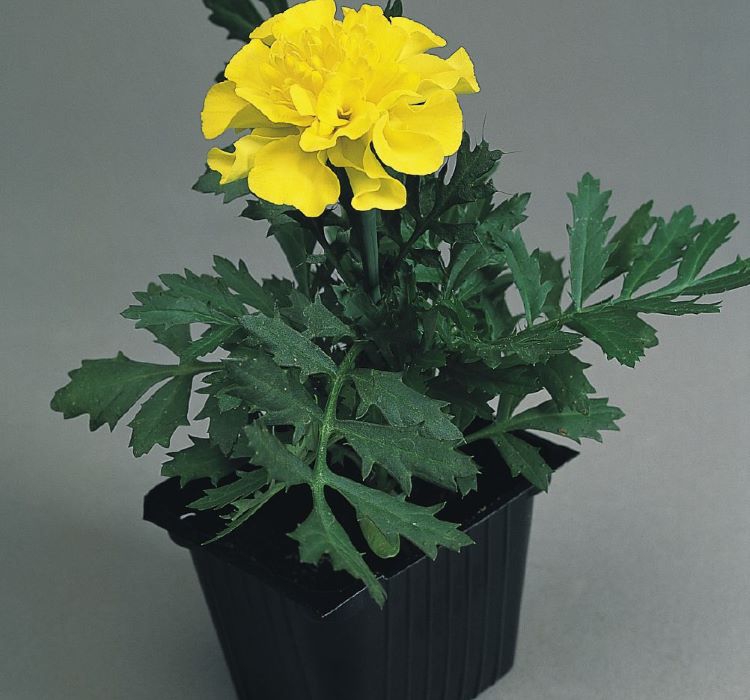 Fransız Kadife Çiçeği Tohumu ( Bodur ) Sarı Renkli - 10 Tohum