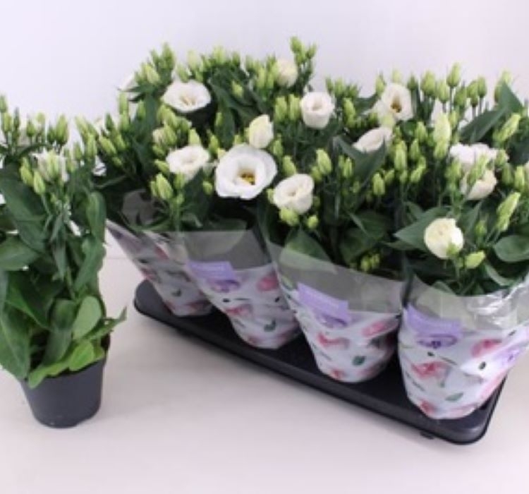 Lisianthus ( Lale Gül ) Julyet Serisi - BEYAZ ( 5 Tohum )