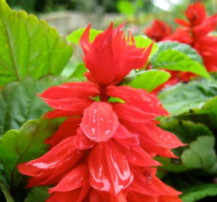 Ateş Çiçeği Tohumu ( Bodur Çok Çiçekli ) Kırmızı Renkli - 15 Tohum