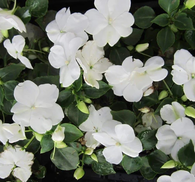 Cam Güzeli Tohumu ( Büyük Çok Çiçekli ) Beyaz Renkli - 10 Tohum