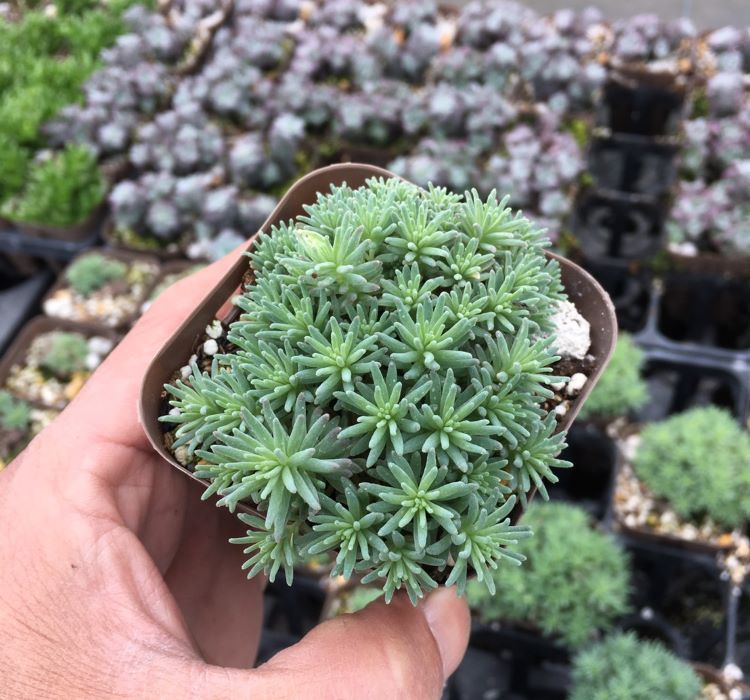 Sedum Tohumu ( İri Damarlı Yapraklar ) Yeşil Renkli - 15 Tohum