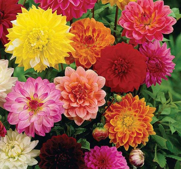 Yıldız Çiçeği Tohumu ( Bodur Çok Çiçekli ) Turuncu Renkli - 10 Tohum