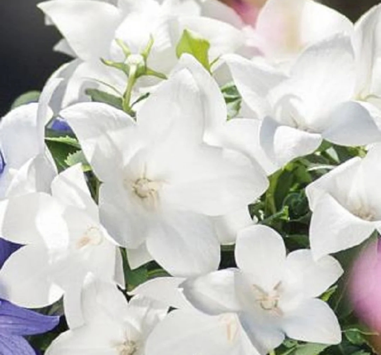 Balon Çiçeği ( Katmerli ) Beyaz Renkli - 5 Tohum