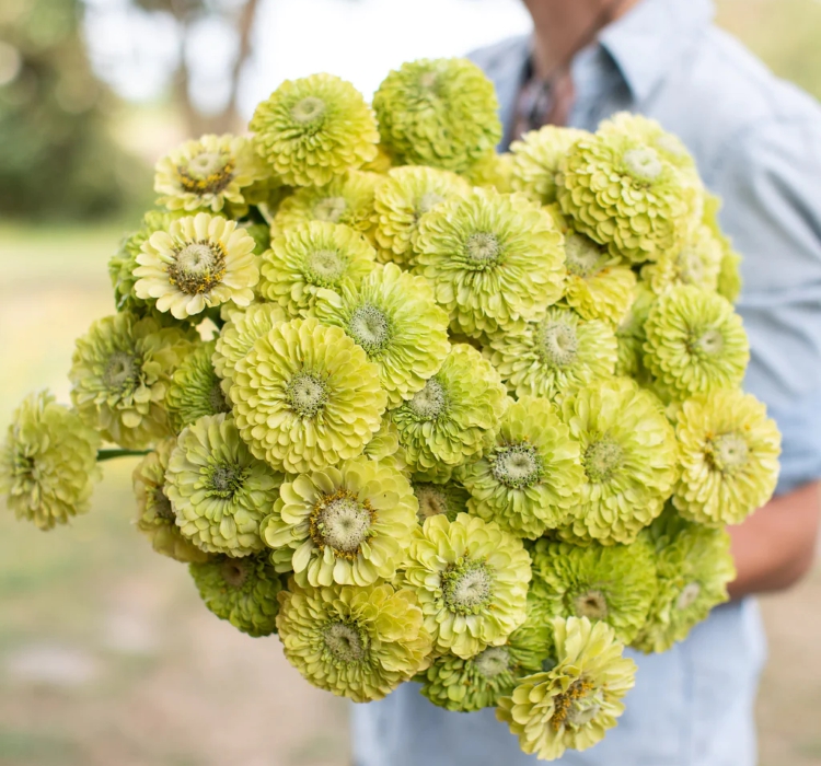 Zinnia - Kirli Hanım Tohumu ( Dev çiçekli, Uzun Boylu ) - Lime Renkli - 5 Tohum