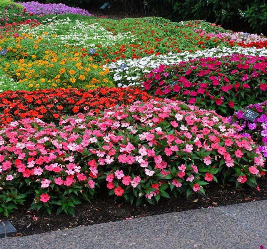 Cam Güzeli Tohumu ( Büyük Çok Çiçekli ) Karışık Renkli - 10 Tohum