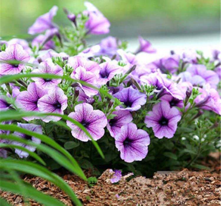 Petunya Çiçeği Tohumu ( İri çiçekli Bodur ) Mavi Damarlı Renkli - 15 Tohum