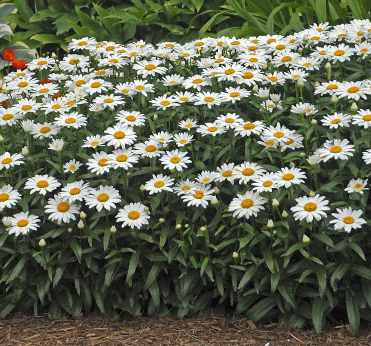Papatya Tohumu ( Alman Kalıcı Bodur ) Beyaz Renkli - 5 Tohum