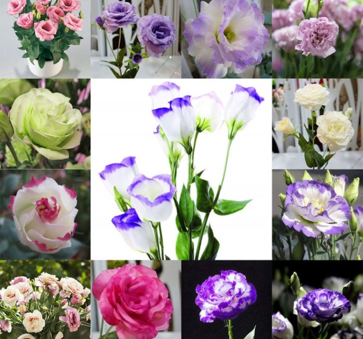 Lisianthus ( Lale Gül ) Gelin Buketi Serisi - KARIŞIK ( 5 Tohum )