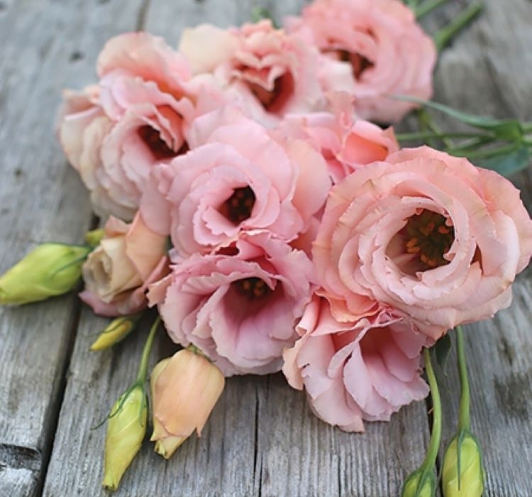 Lisianthus ( Lale Gül ) Gelin Buketi Serisi - PEMBE ( 5 Tohum )