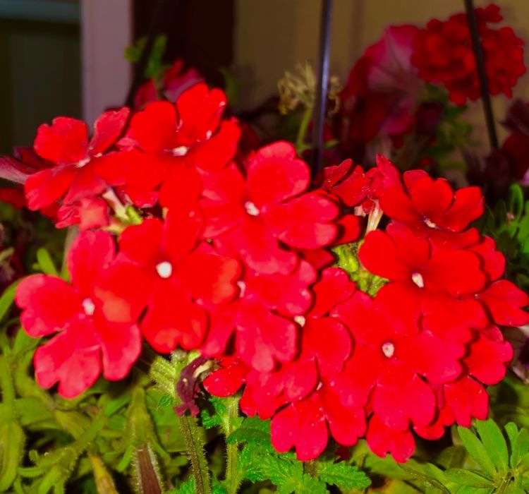 Mine Çiçeği ( Sarkan Çok Dallanan ) Kırmızı Renkli - 10 Tohum