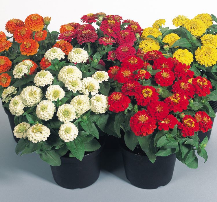 Kirli Hanım Çiçeği Tohumu ( Büyük Çiçekli Zinnia ) Karışık Renkli - 5 Tohum