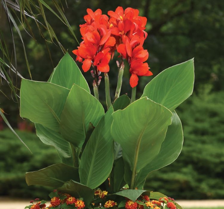 Canna - Tesbih Çiçeği - KIRMIZI ( 1 Tohum )