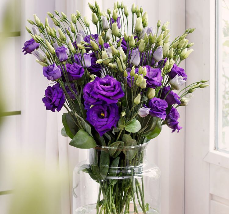 Lisianthus Çiçeği Tohumu ( Katmerli, Bodur ) Mavi Renkli - 5 Tohum