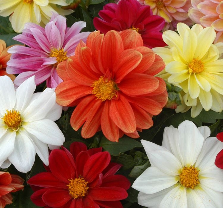 Yıldız Çiçeği Tohumu - Bodur Büyük Çiçek - Karışık Renk ( 10 Tohum )