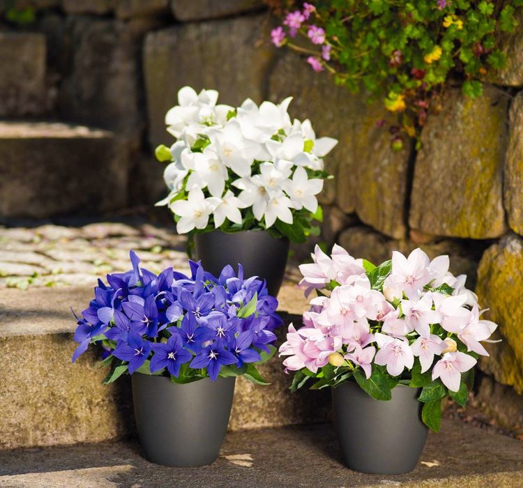 Balon Çiçeği ( Katmerli ) Mavi Renkli - 5 Tohum