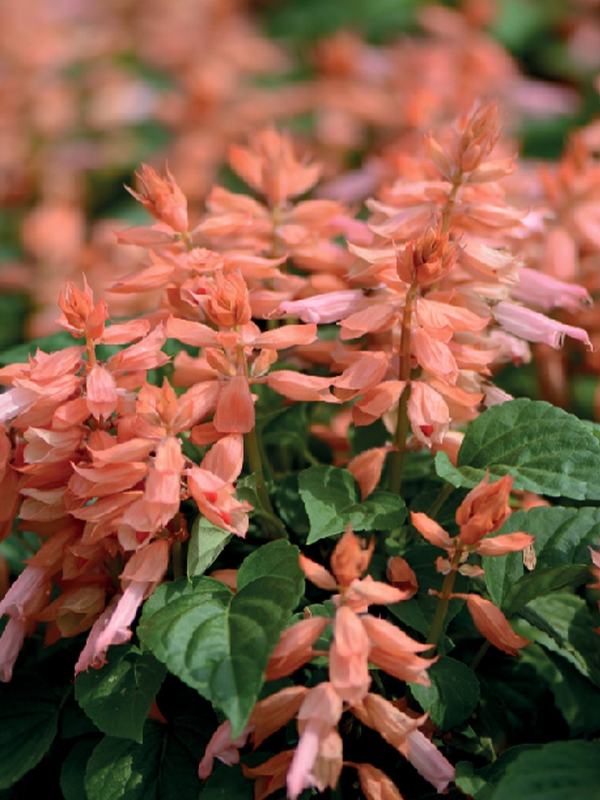 Ateş Çiçeği Tohumu ( Bodur Çok Çiçekli ) Somon Renkli - 15 Tohum