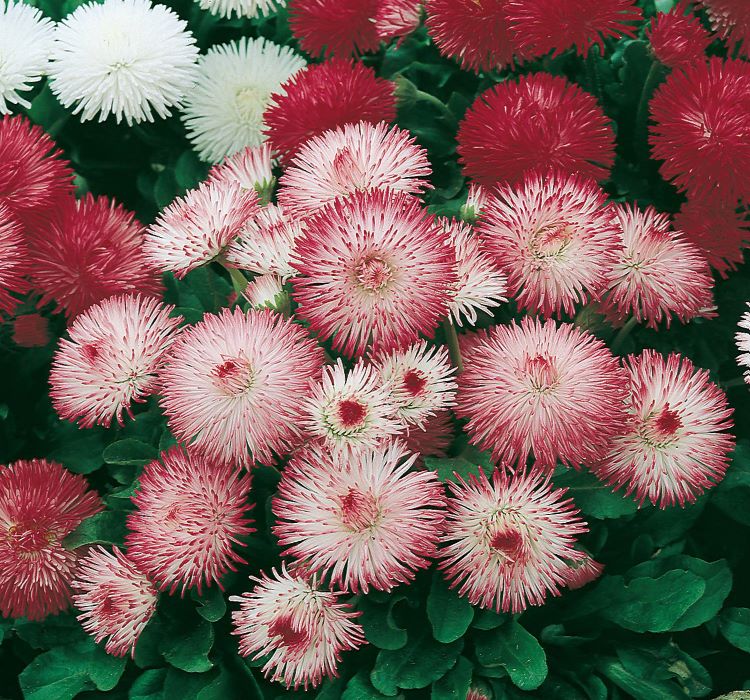 Şeker Tabağı Papatya Tohumu ( Ponpon ) - Karışık Renkli - 10 Tohum