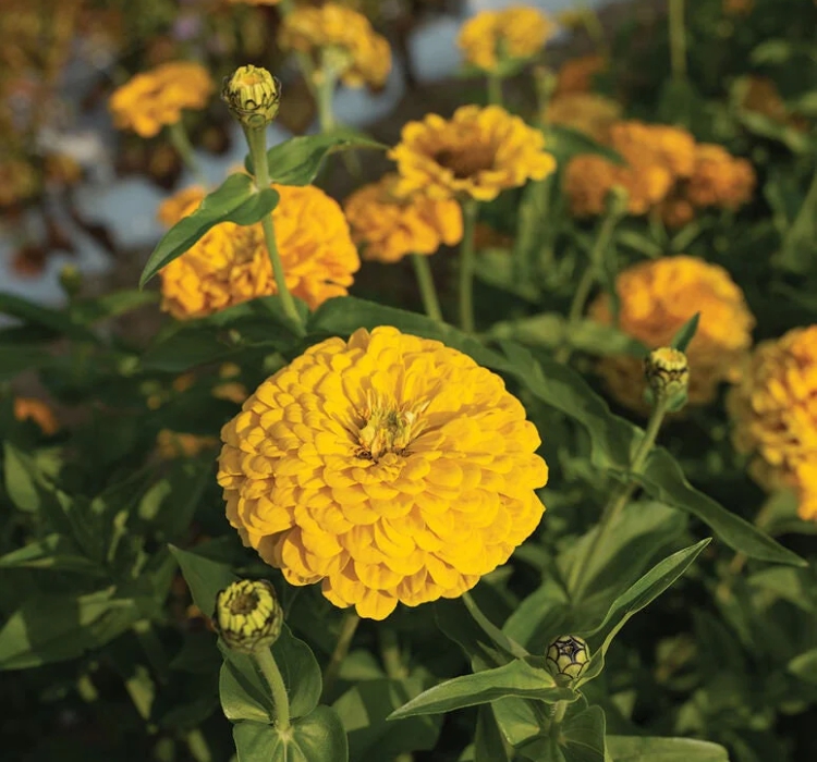 Zinnia - Kirli Hanım Tohumu ( Dev çiçekli, Uzun Boylu ) - Sarı Renkli - 5 Tohum