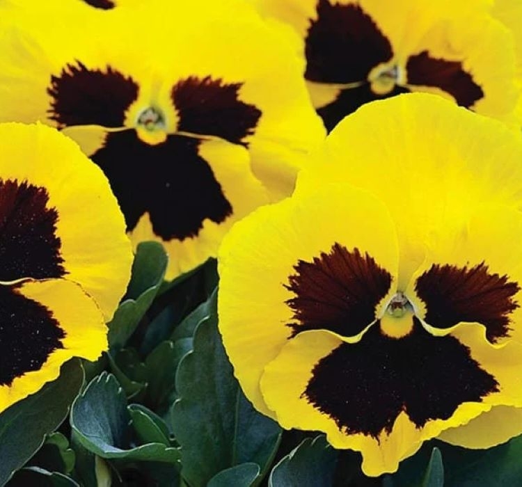 Hercai Menekşe Tohumu Katlı - Sarı Siyah Renkli ( 10 Tohum )