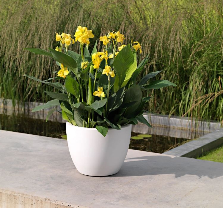 Canna - Tesbih Çiçeği - SARI ( 1 Tohum )