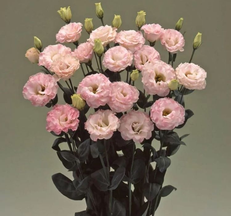 Lisianthus ( Lale Gül ) Gelin Buketi Serisi - PEMBE ( 5 Tohum )