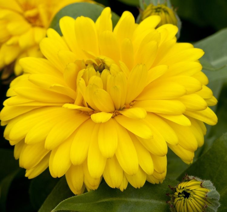 Aynı Sefa Tohumu ( Bon Bon Uzun Boylu ) - Sarı Renkli - 40 Tohum