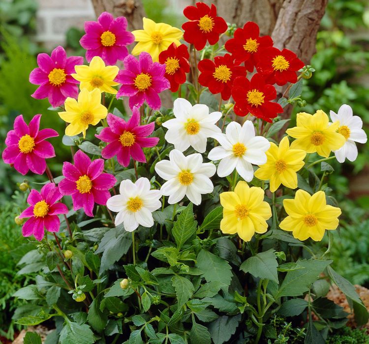 Yıldız Çiçeği Tohumu ( Bodur Çok Çiçekli ) Beyaz Renkli - 10 Tohum