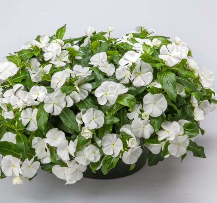 Rozet Çiçeği ( Sarkıcı Çok Geniş Bitki ) Beyaz Renkli - 10 Tohum