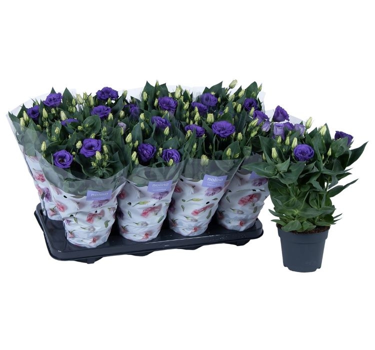 Lisianthus ( Lale Gül ) Julyet Serisi - MAVİ ( 5 Tohum )