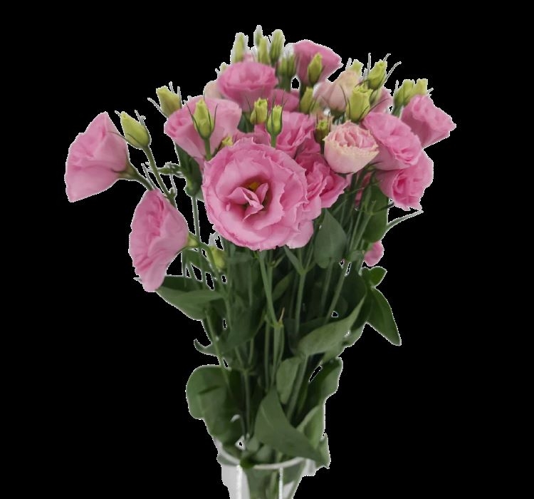 Lisianthus Tohumu ( Lale Gül ) İri Çiçek Serisi - PEMBE ( 5 Tohum )