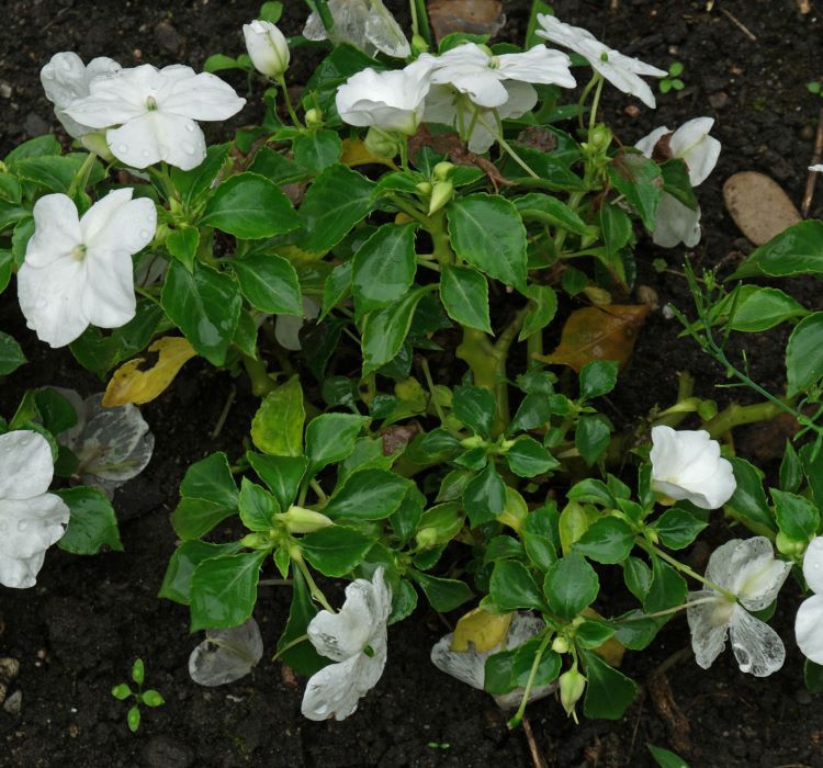 Cam Güzeli Tohumu ( Büyük Çok Çiçekli ) Beyaz Renkli - 10 Tohum