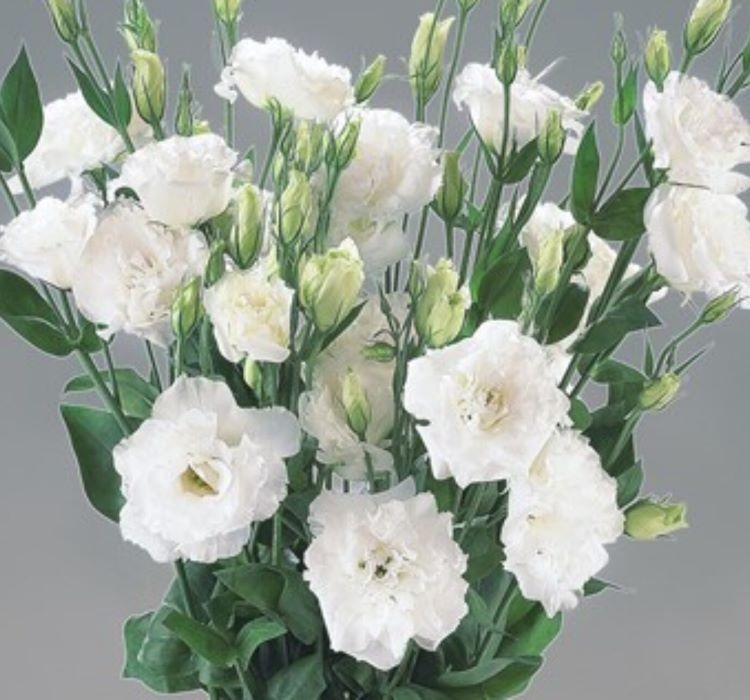 Lisianthus ( Lale Gül ) BÜYÜ Serisi - BEYAZ ( 5 Tohum )