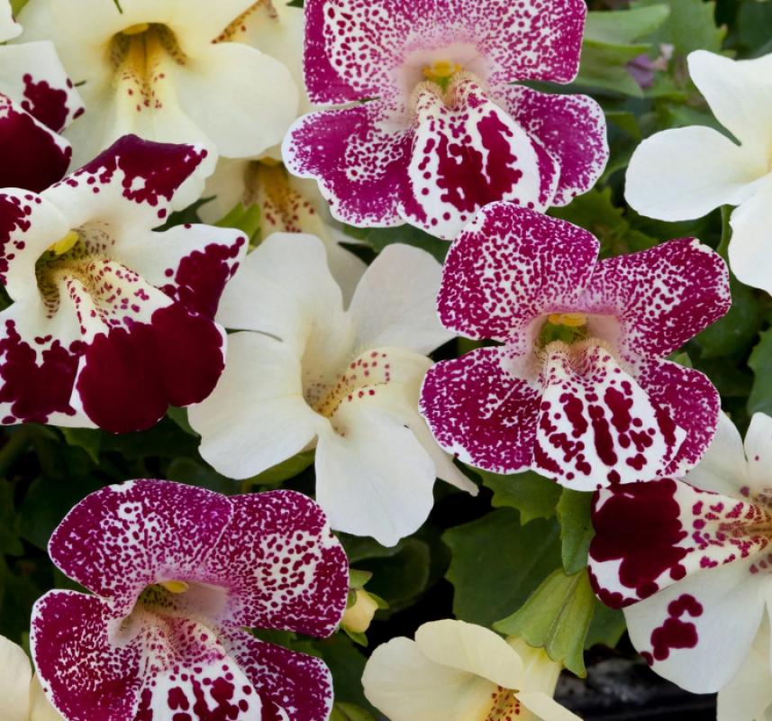 Mimulus Çiçeği Tohumu ( Çok Çiçekli Bodur ) Karışık Renkli - 15 Tohum