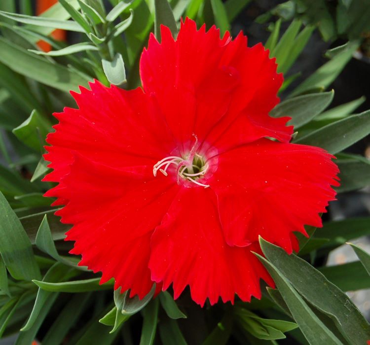 Çin Karanfili ( Kokulu Çok Çiçekli ) - Kırmızı Renkli - 8 Tohum