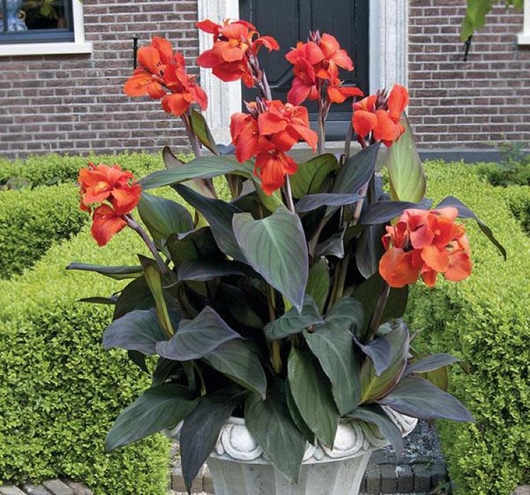 Canna - Tesbih Çiçeği - Bronz Yaprak - TURUNCU ( 1 Tohum )