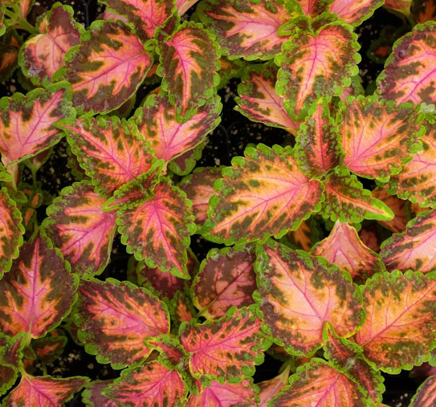 Yaprak Güzeli Tohumu ( Geniş Yaprak ) - Kırmızı Turuncu Renkli - 20 Tohum