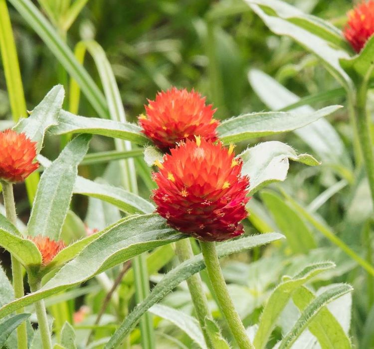 Medine Düğmesi Tohumu ( İri Çok Çiçekli ) Kırmızı Renkli - 30 Tohum