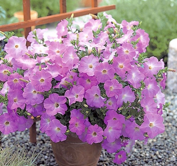 Petunya - Büyük Dev Salkım Sarkıcı - LAVANTA ( 5 Tohum )