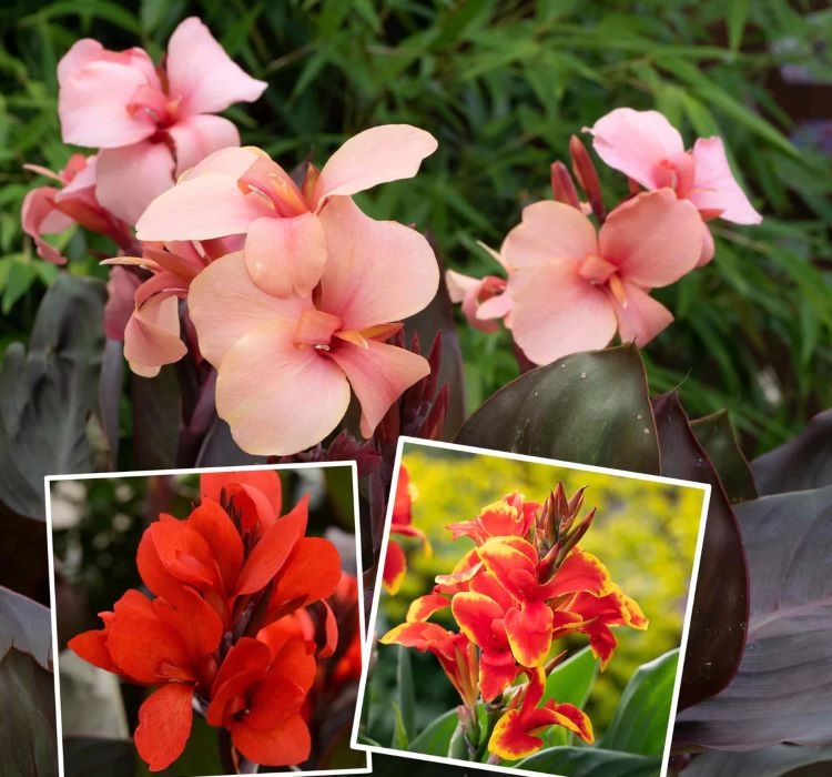 Canna - Tesbih Çiçeği - MANGO ( 1 Tohum )