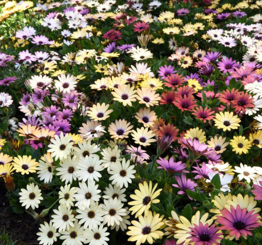 Bodrum Papatyası ( Kalıcı Çok Çiçeklenen ) Sarı, Pembe Renkli - 5 Tohum