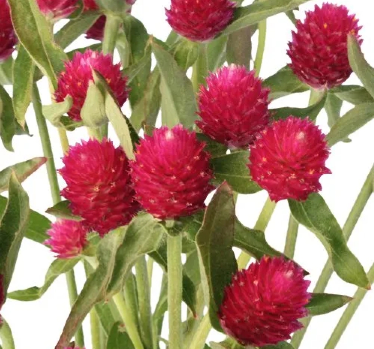 Medine Düğmesi Tohumu ( İri Çok Çiçekli ) Kırmızı Renkli - 30 Tohum