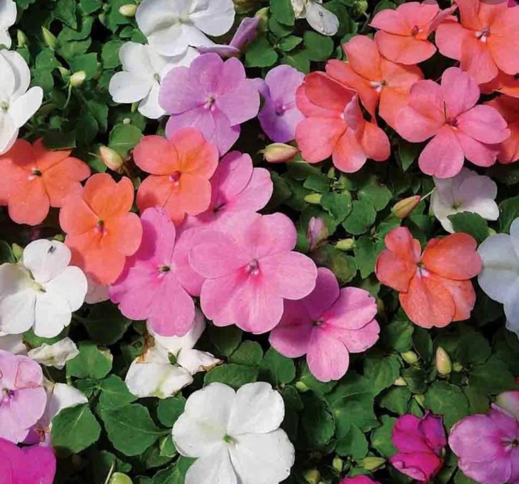 Cam Güzeli Tohumu ( Büyük Çok Çiçekli ) Karışık Renkli - 10 Tohum