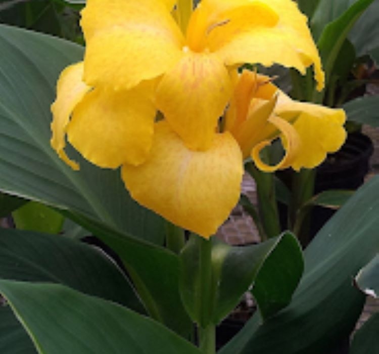 Canna - Tesbih Çiçeği - SARI ( 1 Tohum )