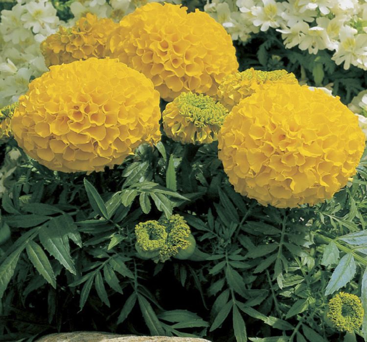 İri Kadife Çiçeği Tohumu ( Büyük Çiçekli Bodur ) Sarı Renkli - 10 Tohum