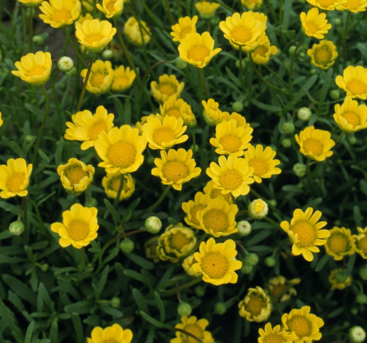 Sarı Papatya Tohumu ( İri Çiçekli ) - 25 Tohum