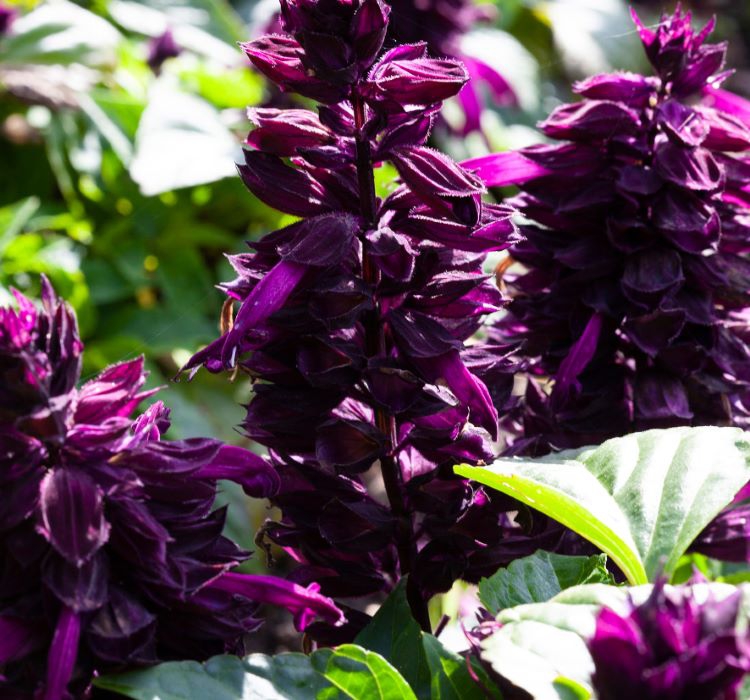 Ateş Çiçeği Tohumu ( Bodur Çok Çiçekli ) Mor Renkli - 15 Tohum