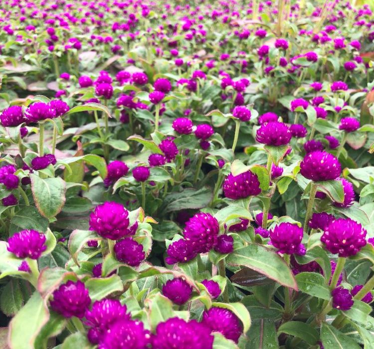 Medine Düğmesi Tohumu ( İri Çok Çiçekli ) Mor Renkli - 30 Tohum