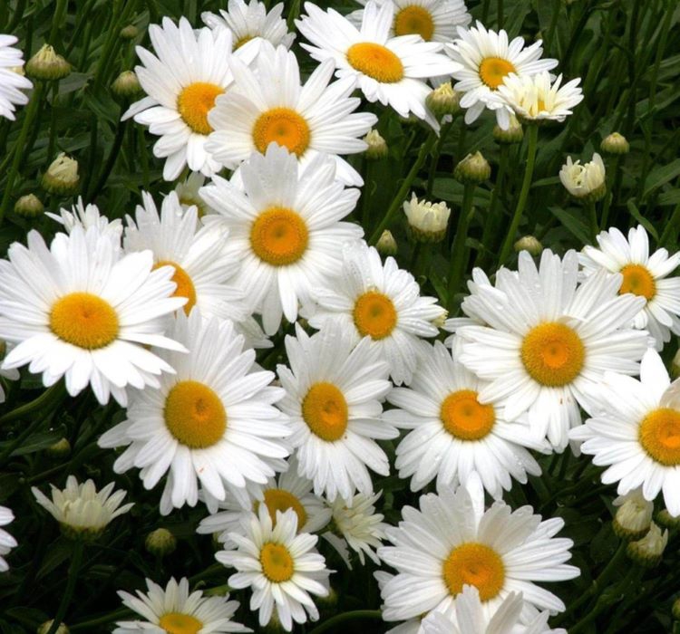 Papatya Tohumu ( Kalıcı Yüksek boylu ) - Beyaz Renkli - 40 Tohum