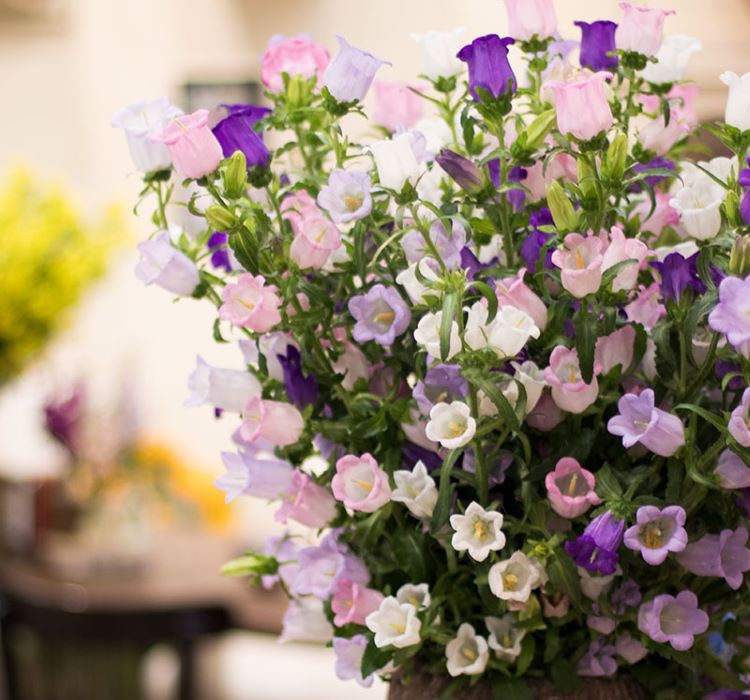 Çan Çiçeği Tohumu ( Mini Maviş ) Beyaz Renkli - 5 Tohum