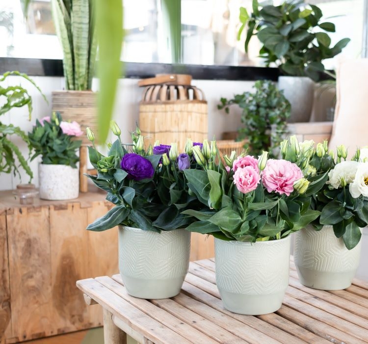 Lisianthus ( Lale Gül ) Julyet Serisi - BEYAZ ( 5 Tohum )